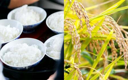 【12ヶ月定期便】さとうファームの有機栽培米 白米 5kg×12回 計60kg ミルキークイーン