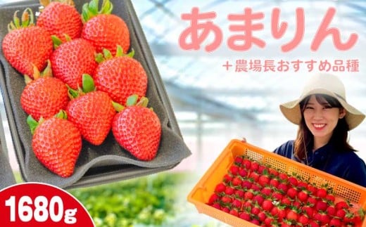 【事前受付】いちご あまりん +農場長おすすめ品種 1680g (280g×6P)  苺 食べ比べ イチゴ ストロベリー 産地直送 ご当地 果物 くだもの フルーツ デザート 食品 冷蔵 げんき農場 