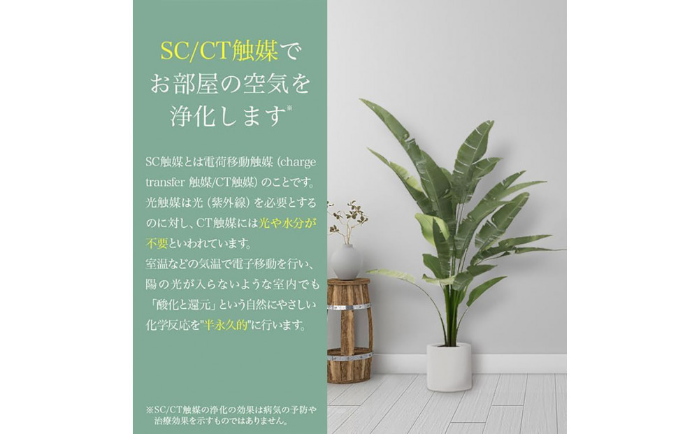 人工観葉植物 カポック斑入り 185cm 樹脂鉢Lサイズ白 SC触媒加工済