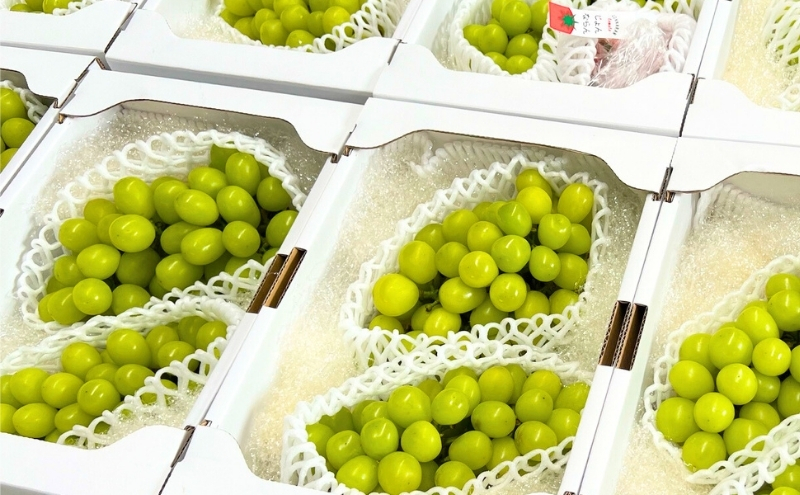 ミニトマト 定期便 全12回 じょんならんトマト 香川県産 瀬戸内 じょんならん フルーツトマト 約1.6kg シャインマスカット 2房 ぶどう 高屋町 糖度9度以上 甘い 薄皮 皮ごと 真っ赤 天空