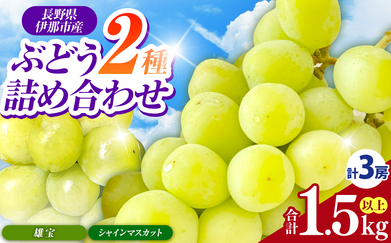 【2026年先行予約】信州伊那産ぶどう２種詰合せセット（約1.5kg）シャインマスカット　雄宝｜ぶどう ぶどう詰合せ 葡萄 セット ぶどう食べ比べ 2種セット シャインマスカット 雄宝 種なし ぶどう高級 フルーツ ギフト フルーツ 旬のフルーツ 伊那市 長野県産 【020-50】
