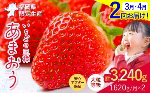 【2ヶ月定期便】いちご あまおう 先行予約 いちご大量 1620g ふるさと納税 フルーツ 苺 旬 訳あり 数量限定 ふるさと納税 不揃い 傷 4月 規格外 規格外果物 くだもの 果物 【着日指定不可】《2026年3月・4月頃出荷予定》 st-p