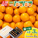 【ふるさと納税】《内容量が選べる》 【2025年1月中旬～2月末頃順次発送】《2025年発送先行予約》【期間・数量限定】完熟金柑たまたま 金柑たまたま 金柑 金柑たまたまエクセレント エクセレント 果物 フルーツ 果実 グルメ 贈答 贈り物 ギフト プレゼント 宮崎県 宮崎市