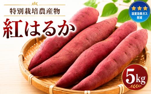 さつまいも 紅はるか 約5kg ねっとり 甘い 高糖度 べにはるか サツマイモ さつま芋 甘藷 熟成芋 いも 芋 イモ お芋 おいも 焼き芋 やきいも 野菜 やさい おやつ 旬 農家直送 茨城 鉾田 ほこた 株式会社井川農園