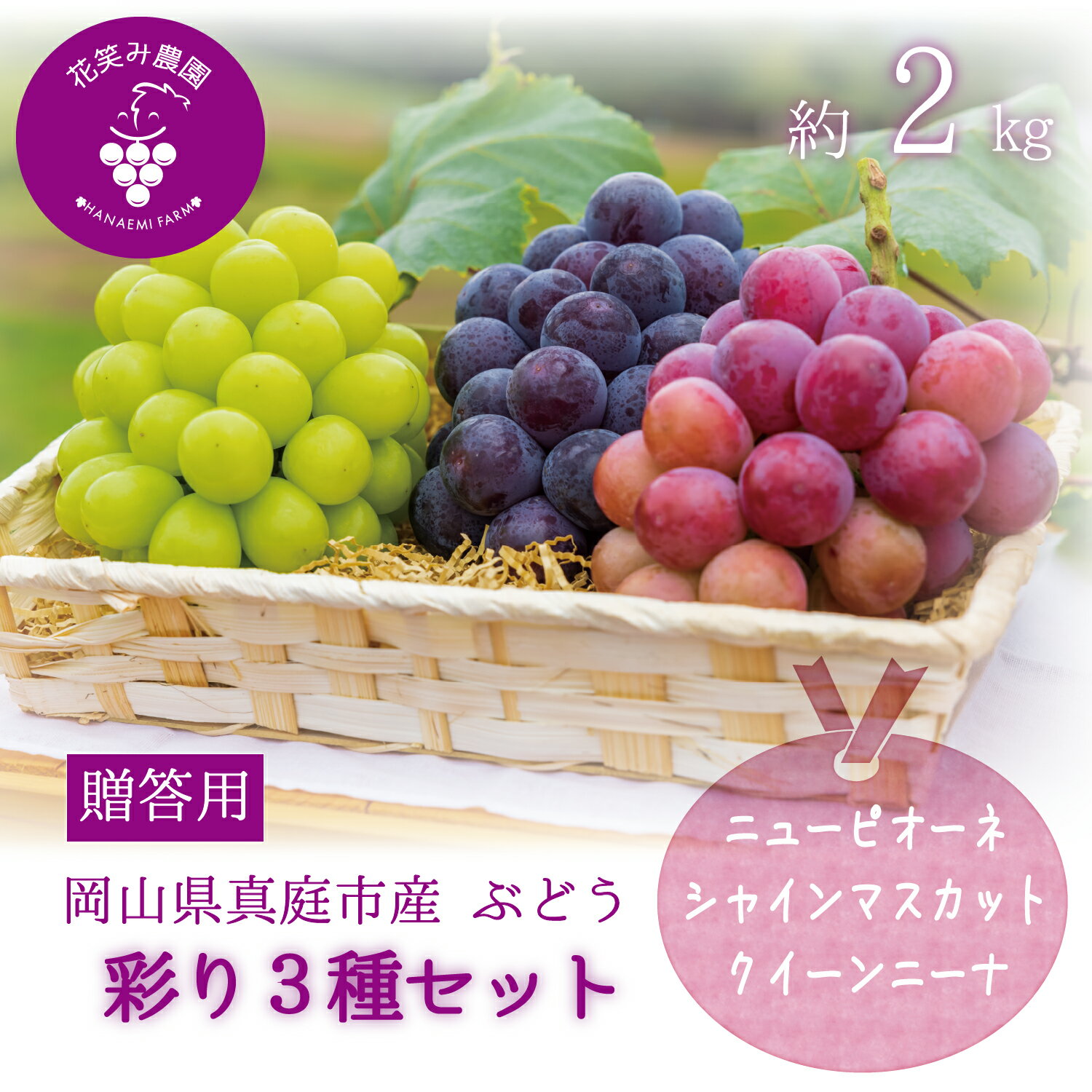 【ふるさと納税】 岡山　花笑み農園『彩り3種セット』(シャインマスカット、クイーンニーナ、ピオーネ)(約2kg3房)3M-2 hana37【2025年9月中旬〜順次発送】【配送不可地域：離島】真庭 国産 産地直送 フルーツ 葡萄 ぶどう ブドウ 果物 贈答 ギフト 食べ比べ 【1393985】
