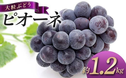 【旬な時期にお届けします！8月中旬～9月中旬 】 大粒ぶどう ピオーネ 約1.2kg 種なし フルーツ 旬のフルーツ ぶどう 旬の果物 国産 香川県三豊市共通返礼品 F5J-743