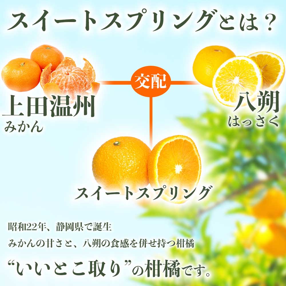 先行予約 訳ありスイートスプリング 約5kg【2027年1月中旬〜2027年3月上旬配送予定】みかん オレンジ 果物 フルーツ くだもの 柑橘 柑橘類 フルーツ 国産 熊本 熊本県 九州 産地直送 わ