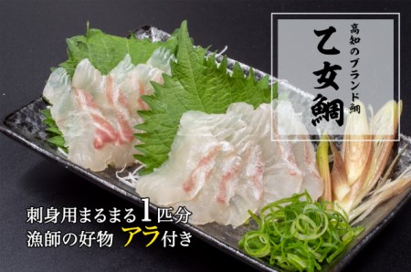 鯛 1.3～1.5kg 魚 鮮魚 ブランド 乙女鯛 半身 刺身 鯛めし 2枚 頭 骨 付き 新鮮 高知県 須崎市 鯛 鯛飯 鯛 カルパッチョ  鯛 真鯛 ﾀｲ  鯛 真鯛 ﾀｲ  鯛 真鯛 ﾀｲ  鯛 真鯛 ﾀｲ  鯛 真鯛 ﾀｲ  鯛 真鯛 ﾀｲ  鯛 真鯛 ﾀｲ  鯛 真鯛 ﾀｲ  鯛 真鯛 ﾀｲ  鯛 真鯛 ﾀｲ  鯛 真鯛 ﾀｲ  鯛 真鯛 ﾀｲ  鯛 真鯛 ﾀｲ  鯛 真鯛 ﾀｲ  鯛 真鯛 ﾀｲ  鯛 真鯛 ﾀｲ  鯛 真鯛 ﾀｲ  鯛 真鯛 ﾀｲ  鯛 真鯛 ﾀｲ 