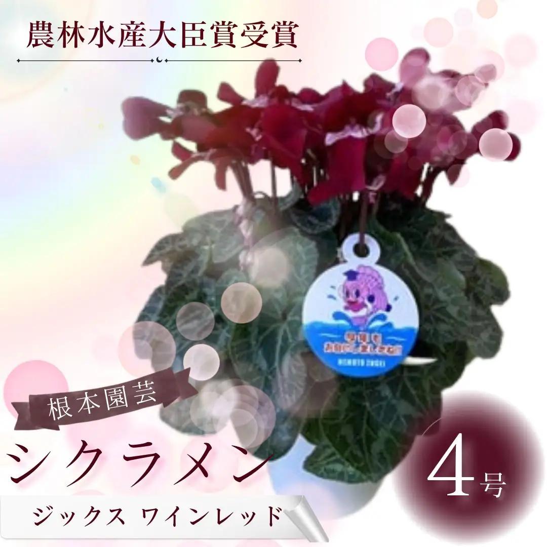 先行予約 シクラメン ジックス ワインレッド 4号鉢 根本園芸 | シクラメン 農林水産大臣賞
