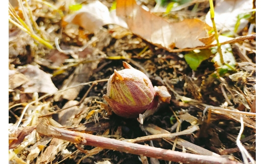 【2027年4月発送・先行受付】青森県十和田市産 山菜セット ミニ（2～5種類 種類おまかせ）1箱 [今が旬 詰め合わせ タラの芽 うど わらび ふき クレソン こごみ]