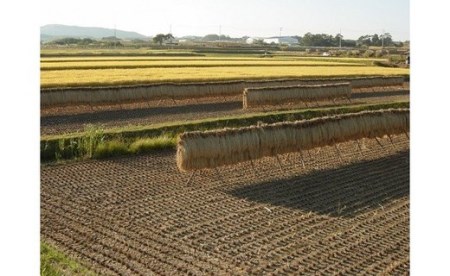 【寄附額改訂↓】令和8年新米予約【6回定期便】八重原米6kg（2kg×3袋）合計 36kg 白米　※2026年10月以降順次発送｜笹屋農園「農薬削減長野県認証取得」コシヒカリ 特A米  先行予約 お米