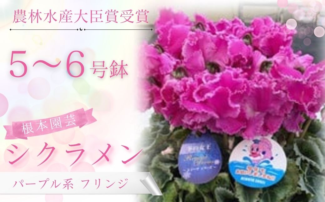 【ふるさと納税】【先行予約】シクラメン パープル系フリンジ 選べる種類 花 お花 ガーデンシクラメン パープル 紫 花ギフト フラワーギフト 鉢花 鉢植え ギフト プレゼント 贈答 農林水産大臣賞受賞 根本園芸