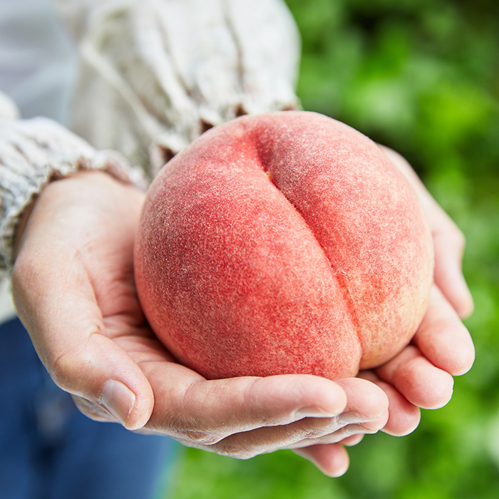 山形産 もも 3kg(柔らかくなるもも) 【令和7年産先行予約】FU