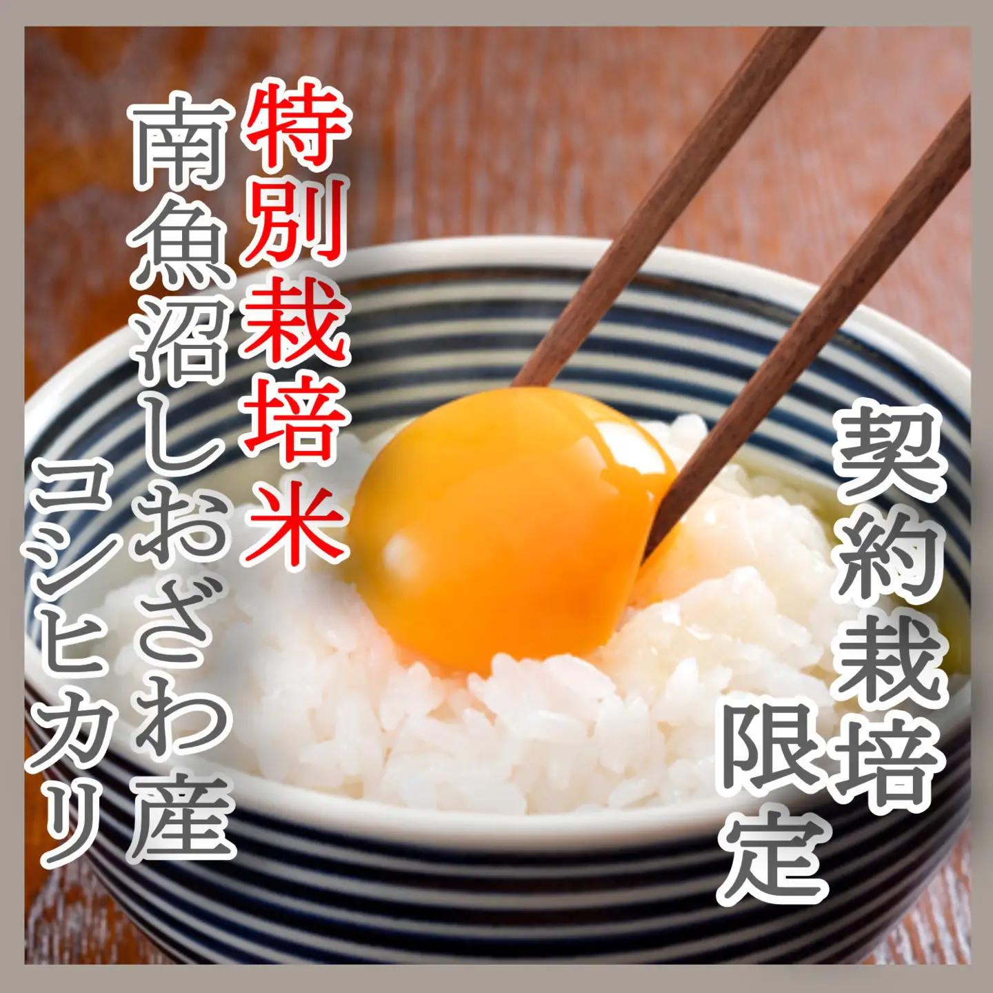 【令和7年】※定期便：4Kg×3ヶ月※特別栽培 生産者限定  南魚沼しおざわ産コシヒカリ｜コシヒカリ