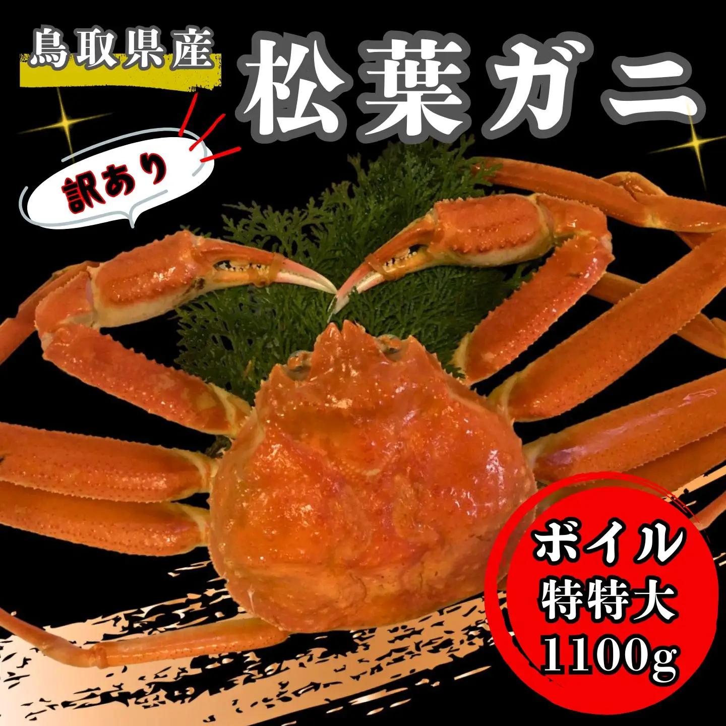 【'26先行予約】[訳あり]足１本なしボイル松葉ガニ（特特大１，１００ｇ以上）【魚倉】 [182-2]