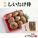 【ふるさと納税】 しいたけ 15個 木箱 肉厚 直径 8cm以上 野菜 きのこ キノコ 椎茸 茸 シイタケ 生しいたけ しいたけ侍 特選 簡単調理 健康 お中元 ギフト 贈答 お祝い お盆 徳島