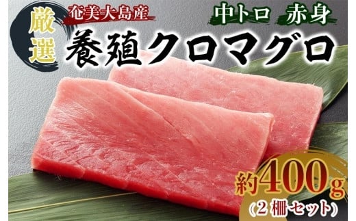 
                  奄美大島産養殖クロマグロ 2柵セット 400g以上 中トロ 赤身 冷凍【マグロ まぐろ 黒マグロ クロマグロ 本マグロ 養殖マグロ 冷凍マグロ マグロ刺身 マグロ中トロ マグロ赤身 お取り寄せ 人気 おすすめ 奄美大島 鹿児島県 瀬戸内町 AE001】
                