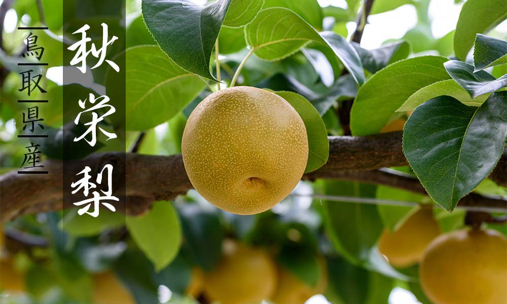 
                  秋栄梨(秀) 3kg
                