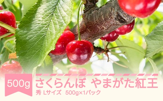 さくらんぼ やまがた紅王 2026年産 令和8年産 Lサイズ 500g×1パック バラ詰め 山形県産 フルーツ 果物 くだもの サクランボ ※沖縄・離島への配送不可 sb-ybslx500