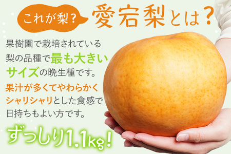 【数量限定】梨 愛宕梨 大玉2玉 樹上完熟 日本一大きな梨 フルーツ 松木果樹園 予約受付