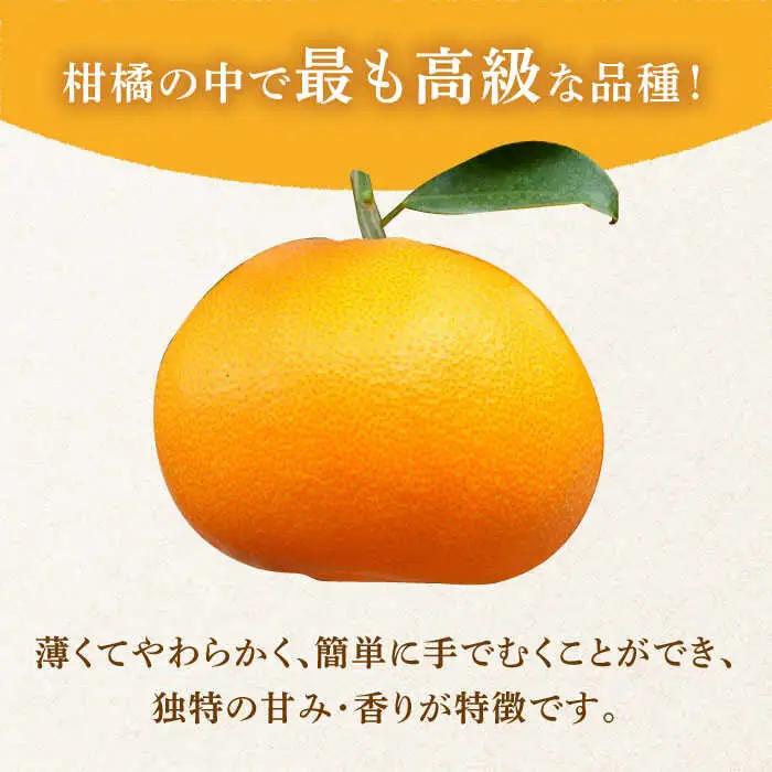 【2027年2月-発送】期間限定！せとか 2kg / みかん ミカン 蜜柑 みかん ミカン ミカン 果物 フルーツ 贈答用 化粧箱 / 南島原市 / JA島原雲仙東南部基幹センター[SAC002]