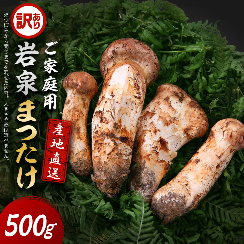 【ふるさと納税】【2026秋発送】【訳あり】ご家庭用 岩泉まつたけ 直送 500g_ 松茸 まつたけ マツタケ 訳あり 国産 国産松茸 天然 きのこ キノコ 野菜 家庭用 自宅用 産直 産地直送 期間限定 岩手県 岩泉町 まつたけご飯 【配送不可地域：離島】【1423397】