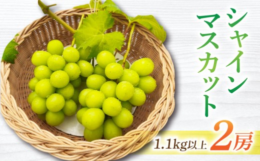 【先行受付2026年発送】長野県東御市産シャインマスカット2房　1.1kg以上※2026年9月中旬以降順次発送