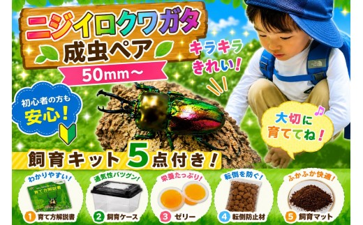 
                  【虹色Farm】ニジイロクワガタ 成虫ペア(50ｍｍ～) ～初心者の方も安心！飼育キット５点付(育て方解説書・飼育ケース・ゼリー・転倒防止材・飼育マット)～｜京都 クワガタ 人気［ クワガタ ニジイロクワガタ 成虫 ペア オス メス 飼育キット 説明書付 人気 おすすめ 自由研究 夏休み 体験 自然 昆虫 虫 お取り寄せ 通販 送料無料 ふるさと納税 ］
                