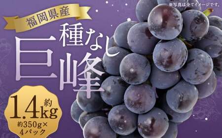 数量限定 種なし 巨峰  約350g×4パック 計約1.4kg ぶどう ブドウ 果物 フルーツ 福岡県産 【2026年6月下旬～8月上旬発送予定】