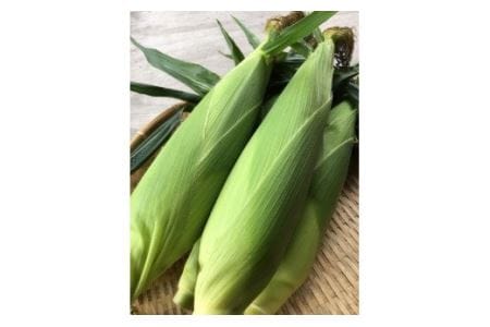 H-97　右田農園の朝採りとうもろこし（１０本入り）