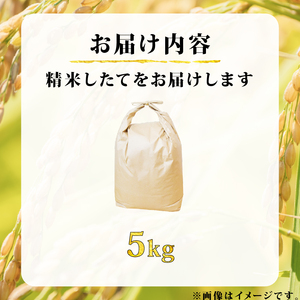 【先行受付】ヒノヒカリ 5kg 令和7年産 京都府産米米米米 