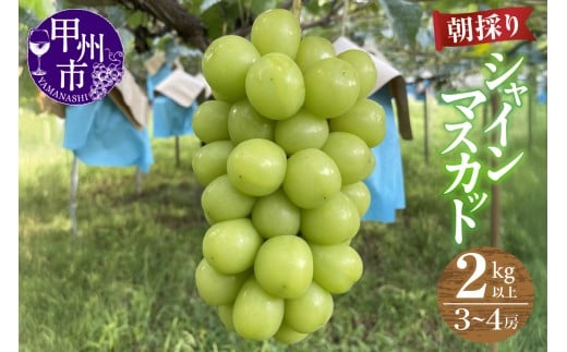 【農家直送】【クール便でお届け】シャインマスカット 2kg以上（3～4房入）【2026年発送】（ABE）C-910【シャインマスカット 葡萄 ぶどう ブドウ 令和8年発送 期間限定 山梨県産 甲州市 フルーツ 果物】