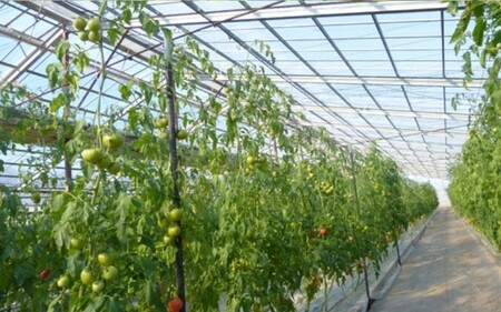 【2026年2月以降発送】キストマト約1kg　12個～25個入（茨城県共通返礼品／行方市産） ／ キストマト トマト フルーツトマト 野菜