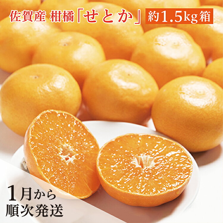 【ふるさと納税】【2027年1月から順次発送】佐賀産 柑橘 みかん 『 せとか 』 約 1.5kg 箱 | 佐賀県 産 せとか 甘い 濃厚 柑橘 かんきつ 約 1.5kg フルーツ 果物 ギフト 贈答用 家庭用 b-377