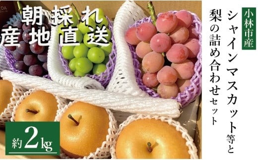 【産直もぎたて】シャインマスカット等と旬の梨セット計2kg（フルーツ 果物 くだもの シャインマスカット ブドウ 先行受付 2025 贈答用 プレゼント 限定）
