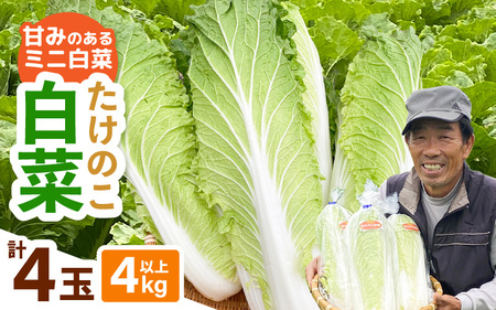 【2026年10月下旬より順次発送 】甘みのあるミニ白菜！「たけのこ白菜」4玉（1玉 約1kg）計4kg以上【産地直送 野菜 冷蔵 】 [e58-a004]