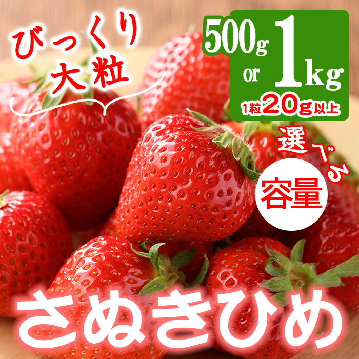【ふるさと納税】＜期間限定！2026年3月下旬以降順次発送予定＞＜選べる容量＞大粒！香川県産 さぬきひめいちご(約500g・約1kg/1粒20g以上)国産 果物 くだもの 苺 イチゴ フルーツ 産地直送 新鮮 冷蔵便 【man104・man105】【Aglio nero】