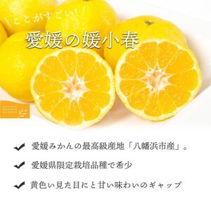 【訳あり】媛小春 7kg みかん 愛媛県 八幡浜市 西宇和地区 希少な幻の柑橘【G25-361】【1716111】