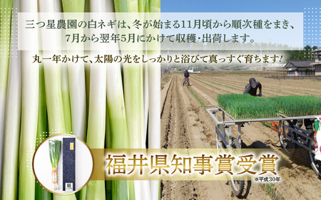 【期間限定】福井県知事賞受賞！日本海の白ネギ（ギフト箱） 3本～5本 【長ネギ 長ねぎ 葱 長葱 白葱 野菜 鍋 贈答 ギフト 】 [A-2610]