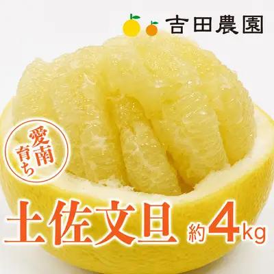 【先行予約】土佐文旦 4kg 土佐文旦 文旦 みかん 高知 に負けない 愛媛 愛南 吉田農園