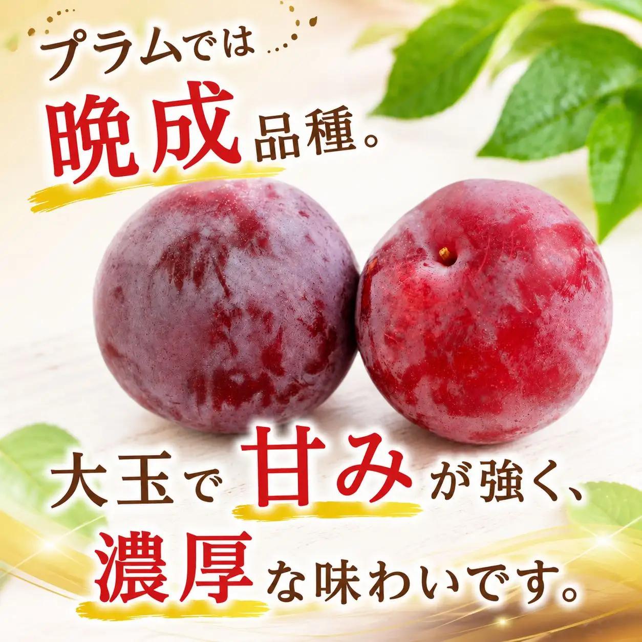 すもも 『太陽』 約2～2.2kg 【2026年発送】 すもも プラム フルーツ
