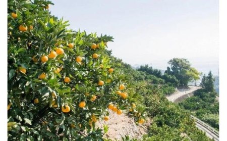 【2027年2月下旬頃から順次発送】 【秀品】 松山市 中島産 松山市中島産 せとかＭ～3Ｌサイズ　5kg （ 愛媛みかん 愛媛ミカン みかん ミカン mikan 蜜柑 柑橘 フルーツ 果物 くだもの