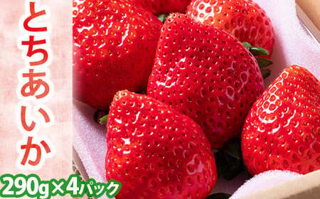 いちご とちあいか 平積み 約290g×4パック |  果物 苺 ※2025年12月上旬～2026年3月中旬頃に順次発送予定