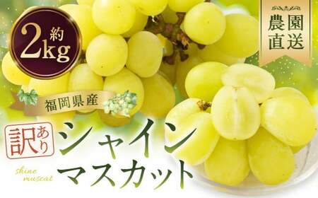 【訳あり】農園直送！ シャインマスカット 約2kg 【2026年9月上旬から10月上旬発送予定】 ぶどう マスカット 果物 フルーツ