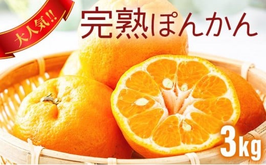 
            【先行予約】完熟ぽんかん＜3kg＞　F140
          