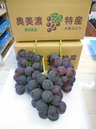 【ふるさと納税】ぶどう 郡上大和のぶどう 約1.5kg 令和7年産 先行予約 令和8年産【9月上旬～10月下旬発送】ブドウ ぶどう ピオーネ 巨峰 品種お任せ/ 食品 フルーツ 果物 くだもの ぶどう 葡萄 ブドウ