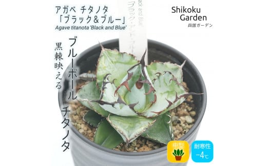 多肉植物 インテリア アガベ チタノタ「ブラック＆ブルー」3.5号黒鉢 四国ガーデン 人気 観葉植物 グリーン リラックス 初心者でも育てやすい 伊予市｜C23