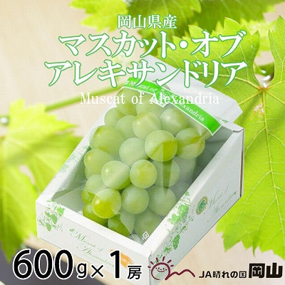 
            ＜2025年6月発送＞岡山県産　マスカット・オブ・アレキサンドリア　600g×1房【1362223】
          