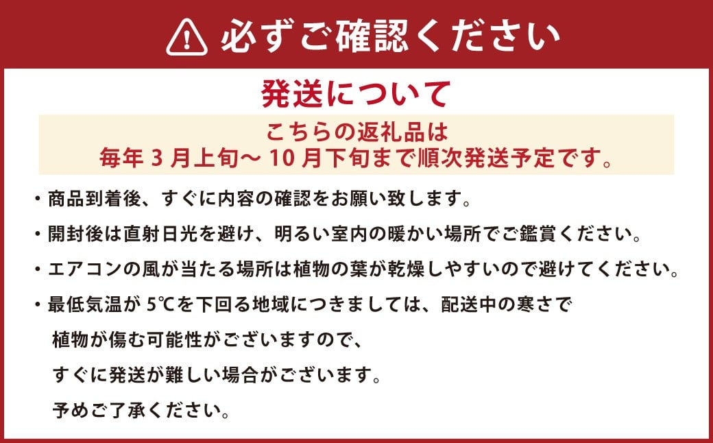 モンステラ7号陶器ロング 鉢 インテリア 観葉植物 草花 樹木 ギフト