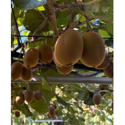 ふるさと納税 香川県 《新品種デビュー!》【数量限定!】さぬきエメラルド　約1kg